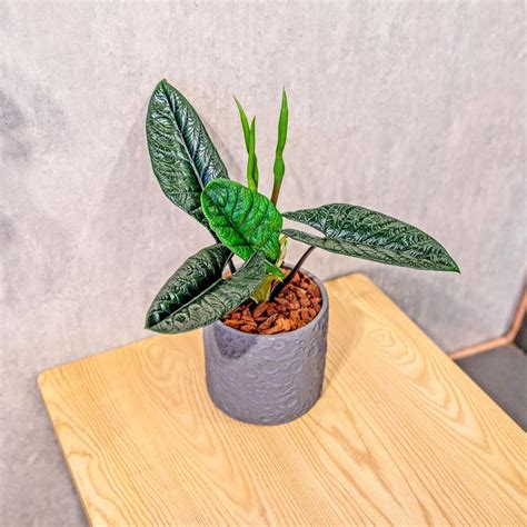 甲骨文 觀音蓮|甲骨文觀音蓮學名：探索 Monstera adansonii 的魅力與特性